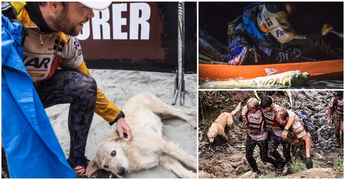 Arthur, The Stray Dog That Joined A Swedish Race Team And Refused To be Left Behind