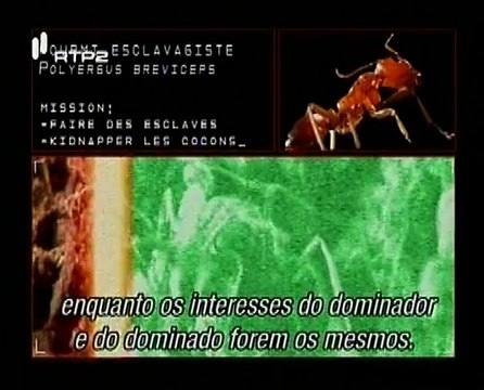 Animais Como Nós, Política Animal - Animaux Trop Humains, Politique Animale - RTP2