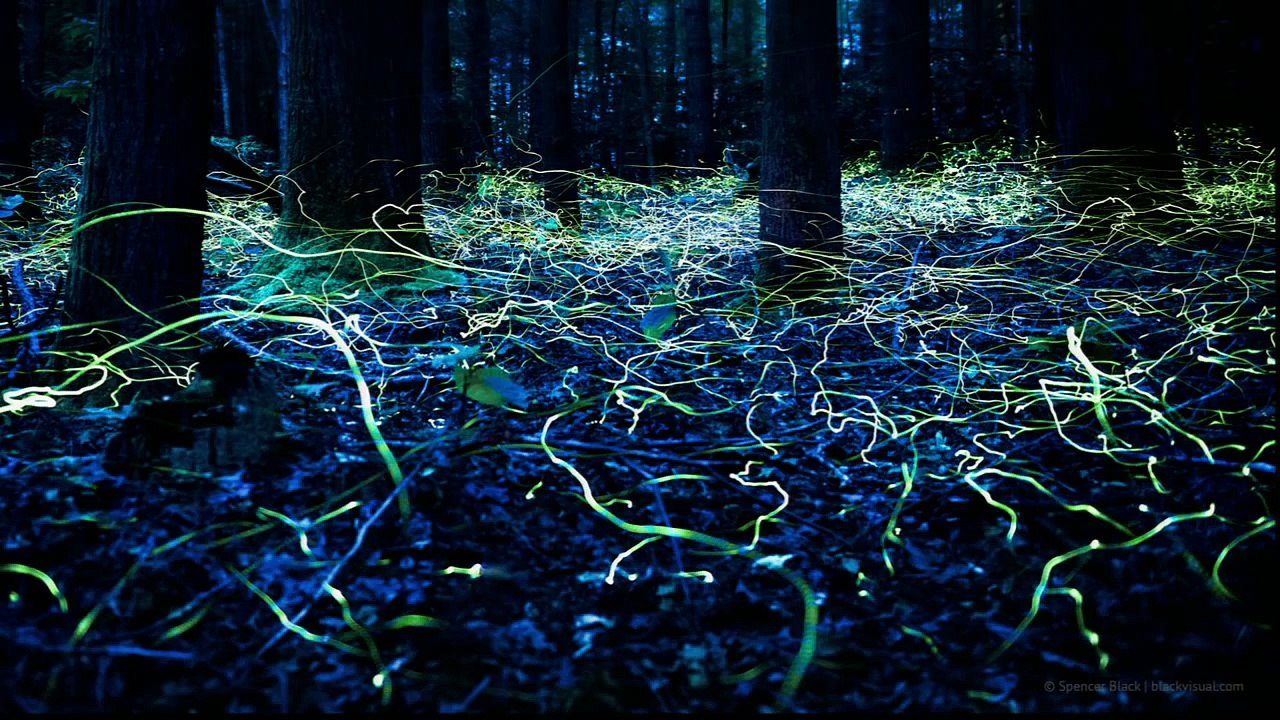 Sara Lewis - The loves and lies of fireflies