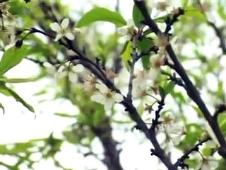 kit hod sao ju xam - YouTube