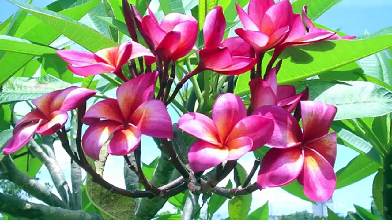 Na Khoun Ban Hao - Ning Veomany - YouTube