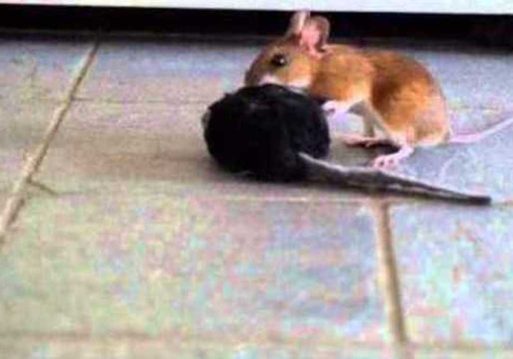 Lonely Mouse Seeks a New Companion