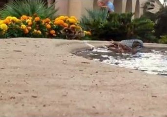 Baby Ducklings Conquer Lake With Loving Parent's Guidance