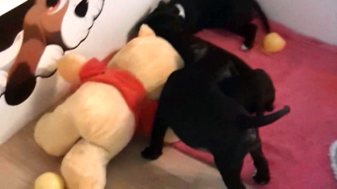 122ème vidéo Chiot n°6 de la 17ème portée de Staffordland