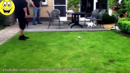 Best Funny Videos - Dogs scared of cats - Funny animal compilation