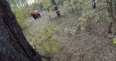 Guy bikes for his life as this bear chases him down!