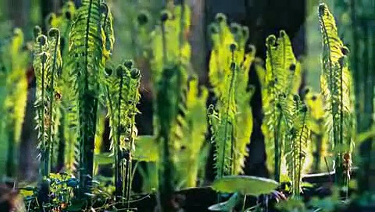 16 B National Geographic.mp4