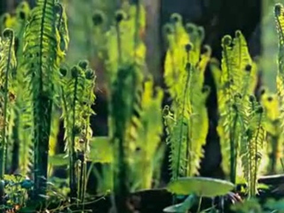 16 D National Geographic.mp4