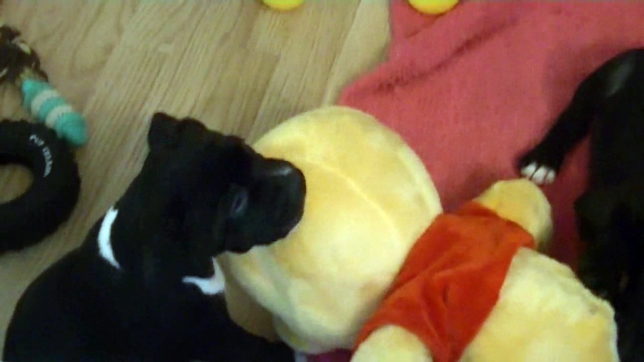 121ème vidéo Chiot n°7 de la 17ème portée de Staffordland