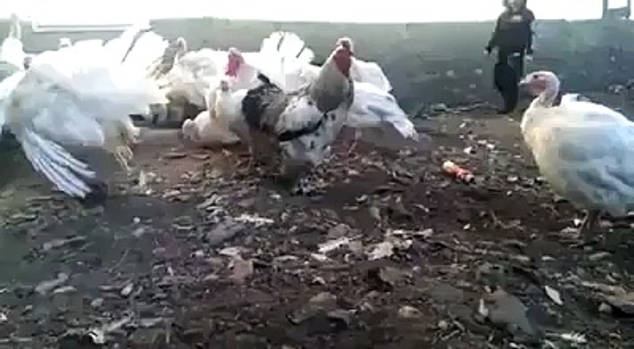 v funny  must watch n share - ایک بار دیکھیں بار بار دیکھیں گے اور گارنٹی سے آپ...‬