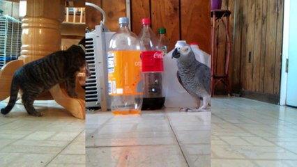 Smart Parrot Makes Kittens A Toy