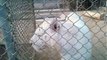 White Lions | Save the White Lions