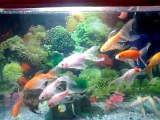 Amazing fish tanks