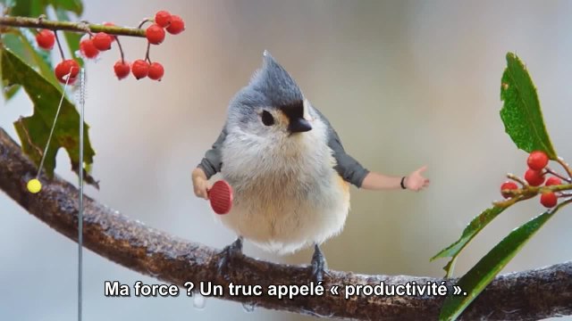 Modern birds - Pub ASUS T100