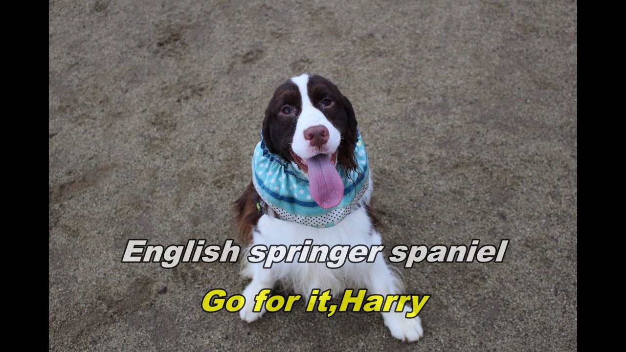 けっぱれハリー　Go for it,Harry