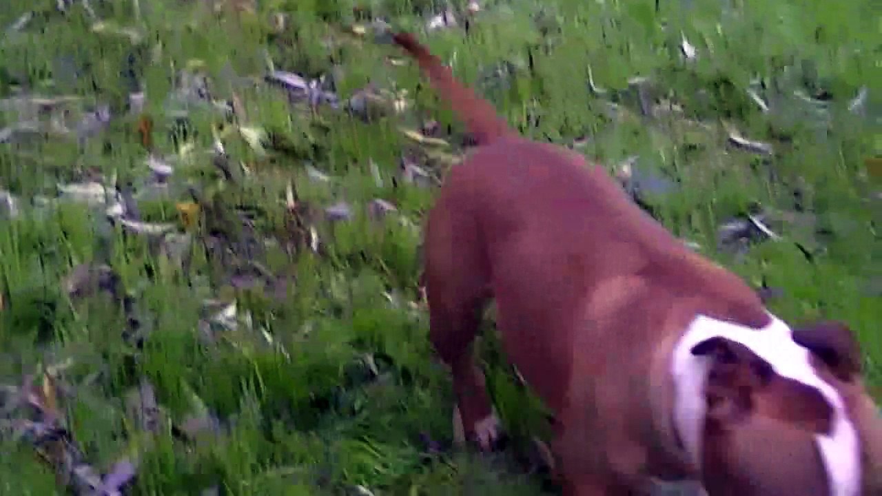 Vidéo de Hathor,Heidi et Hondje Van God de STAFFORDLAND