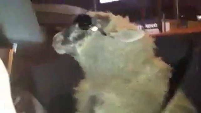 Quand les moutons font une virée en voiture! En mode nightclub