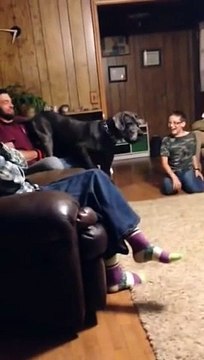 Giant dog scared by little chihuahua : so so hilarious moment!