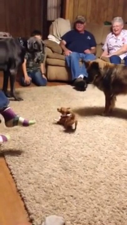Un gros chien terrifié par un... chihuahua! Ridiculement drôle!