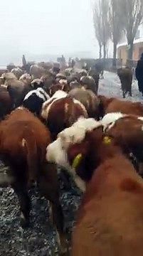 Kars Hayvan Satışları - Satılık Simental Montofon Danalar - Satılık Simental Montofon Düveler