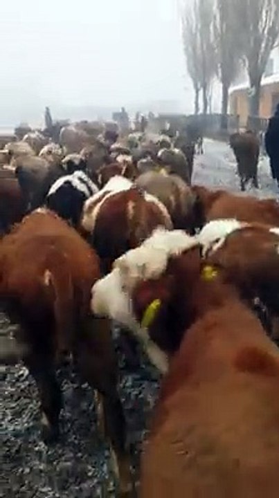 Kars Hayvan Satışları - Satılık Simental Montofon Danalar  - Satılık Simental Montofon Düveler