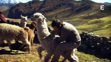 Arthur se fait cracher dessus par un lama dans "Rendez-vous en terre inconnue"