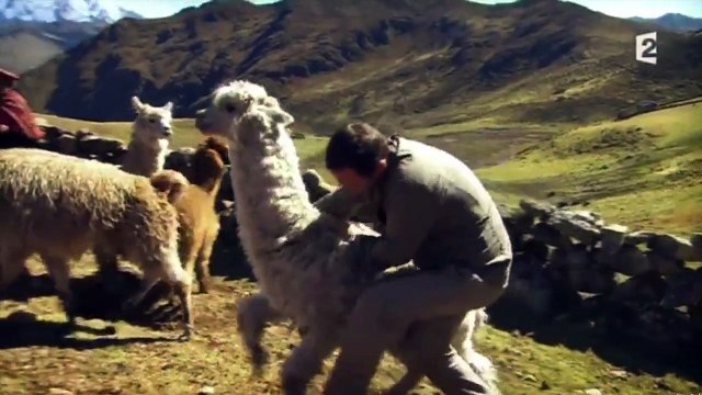 Arthur se fait cracher dessus par un lama dans Rendez-vous en terre inconnue