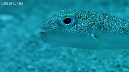 Suyun derinliklerinde hayran bırakan balık sanatı