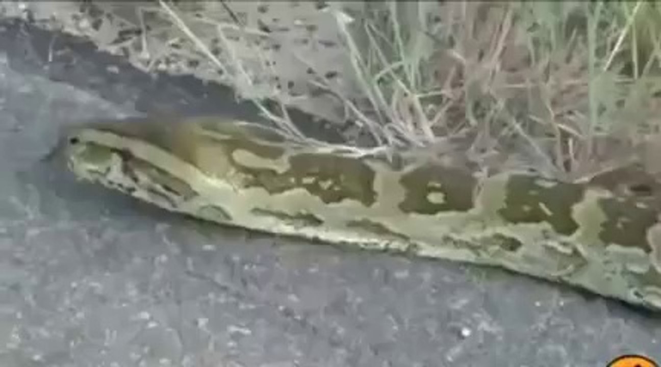 Giant Pythons Man Attack   Snake Attack.