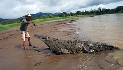 Crocodile vs Man Attack   Animal Attacks.