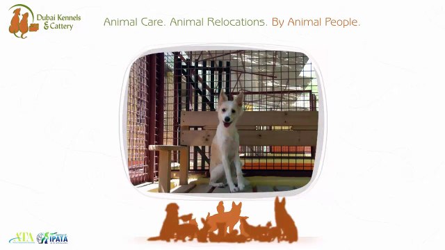 Dubai Kennels & Cattery: Your One Stop Pet Shop