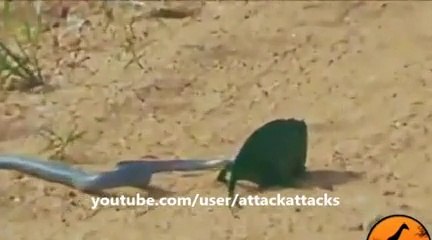 Snake vs Chameleon   Animal Attack.