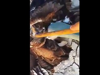 Hawk Being Strangled by a Large whip-snake.