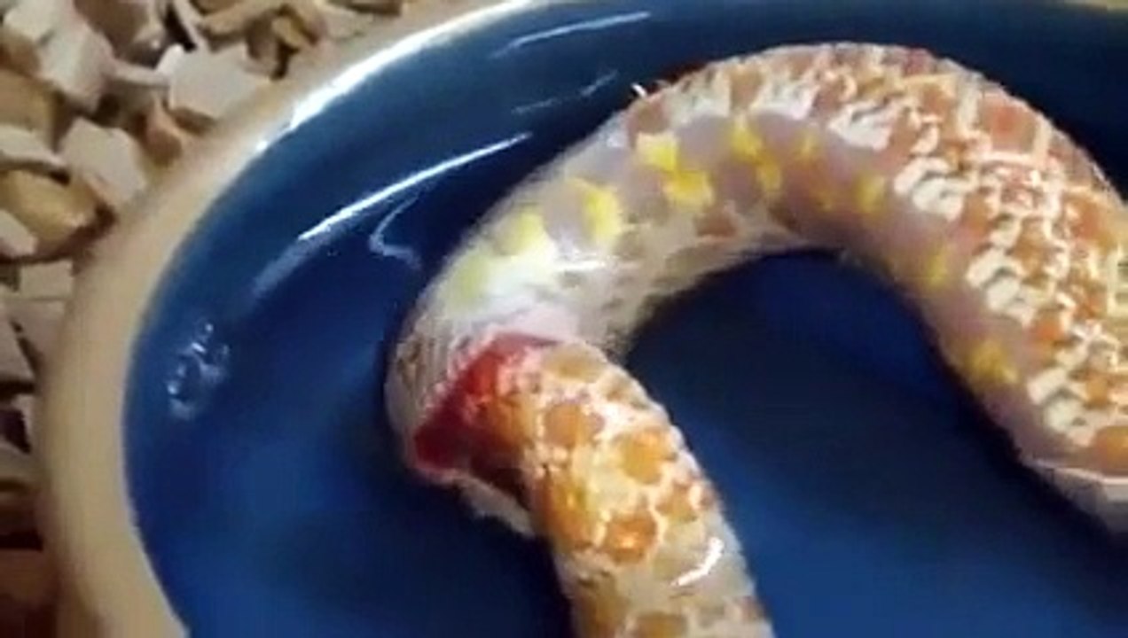 Snake eating itself   Snake Attacks.