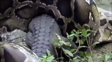 Snake eats Crocodile   Animal Attacks.