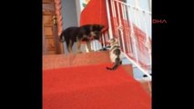 Erzincan Kurt ve Kangal Köpeğinin Kediyle Dostluğu