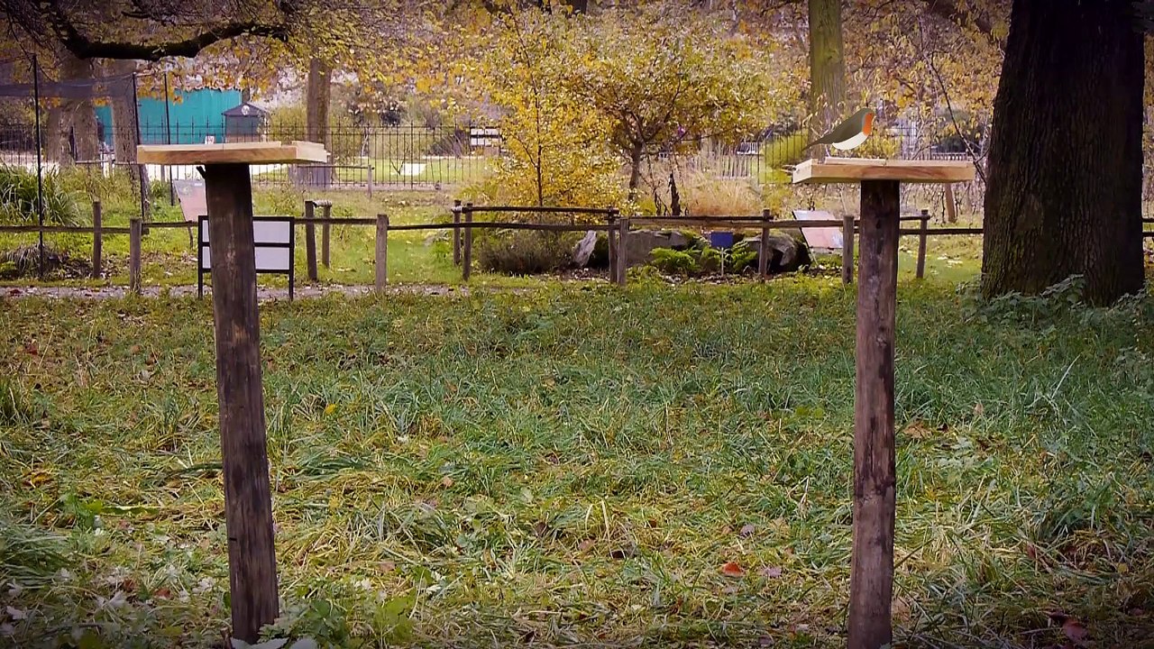 BirdLab : le teaser