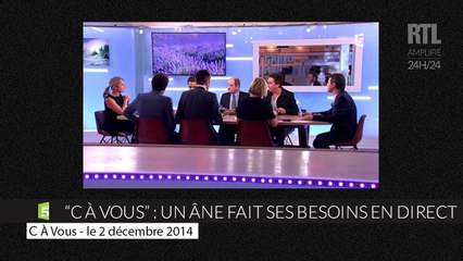 "C À Vous" : Un âne fait ses besoins en pleine émission