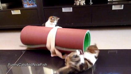 Tải video: Des chats trop mignons. Compilation d'animaux craquants!