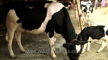 Overflowing milk from cow's udder - Cow ready for milking