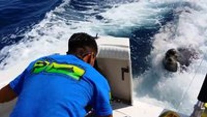 Sea lion climbs on boat to get a fish