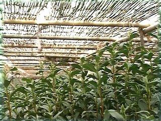 [Ep.19] BEGIN Japanology - Matcha