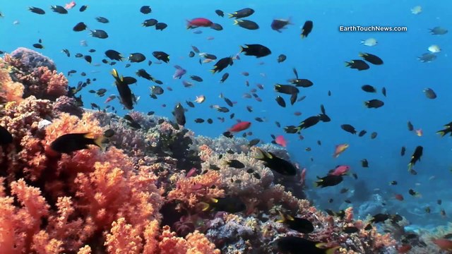 Think mangroves are murky? Not on this Indonesian dive site.