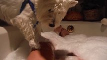 ¡Este perro quiere baño de espuma con su dueña!