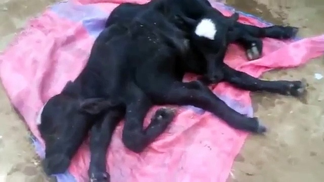 very amazing video Allah k krishma cow twin baby