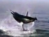 Allah k krishamy very amazing sea animal video