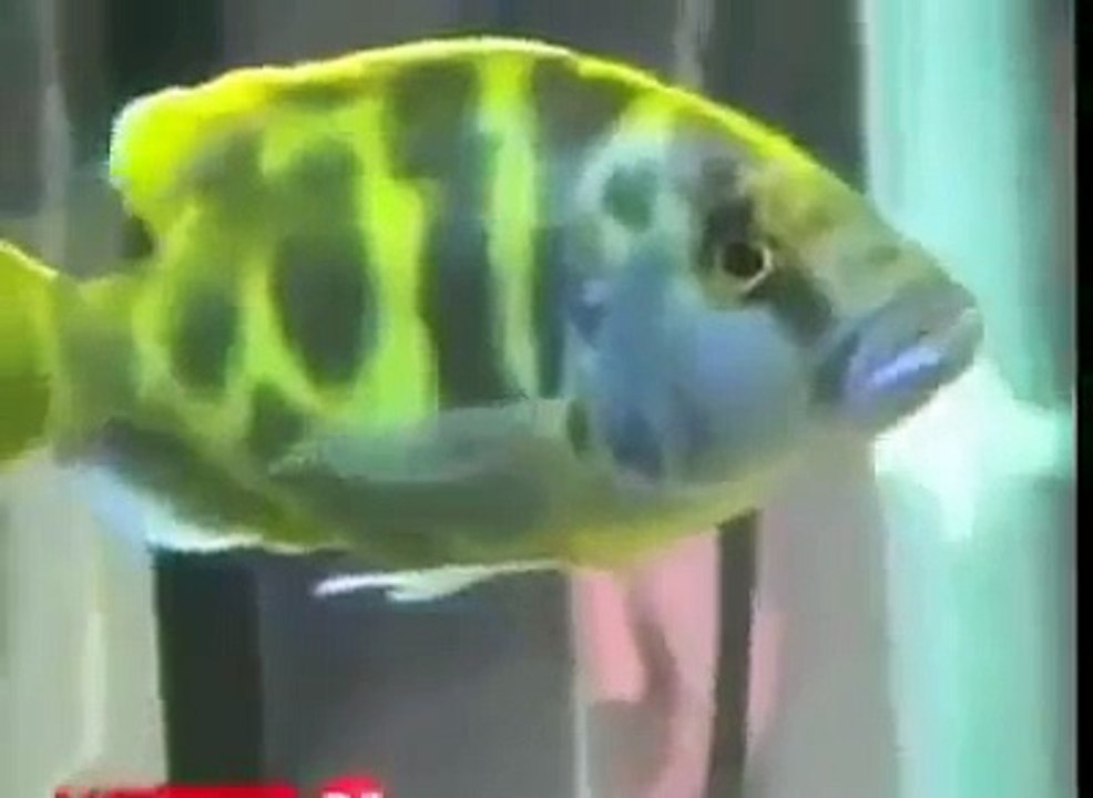 Allah is Everywhere must watch this video