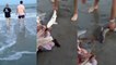 Il sauve trois bébés requins en ouvrant le ventre de leur mère échouée