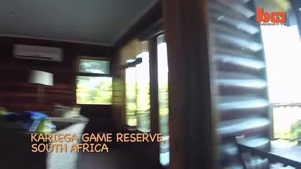 Une girafe qui vient boire dans une piscine