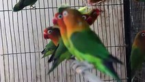 Parrots & Finches